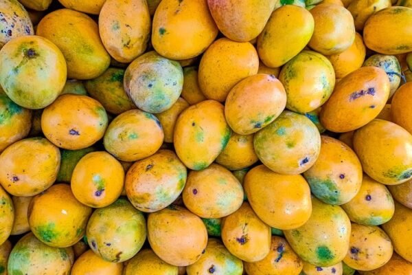 Mangoes – Global Export Clean, Natural Legumes & Spices that Nourish ...
